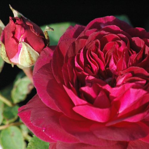 TÖRTÉNELMI RÓZSA - Rózsa - Arthur de Sansal® - Online rózsa rendelés